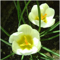 那个白色的小东西，你知道它有多撩人吗？