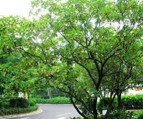 杜仲适合种庭院,家里种植杜仲影响风水
