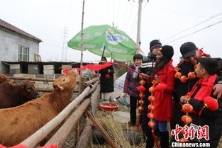 水族砍牛仪式：揭秘神秘习俗，传承千年风情