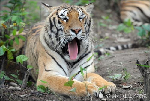 福气满满的老虎血型宝宝，名字中能包含‘长尾’的是？