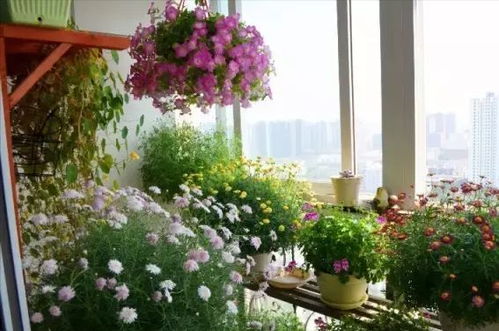 封闭阳台养什么花合适,封闭阳台不适合养花