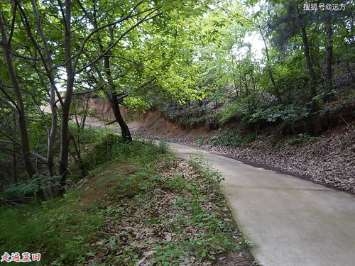 二、绿意盎然：走进西山