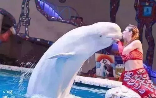 周末去哪儿？北京海洋馆的“深潜”乱入指南