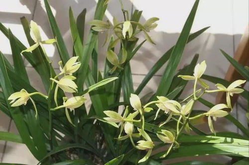 好了好了！别着急！ 咱慢慢来捋一捋 2025年7月的黄道吉日