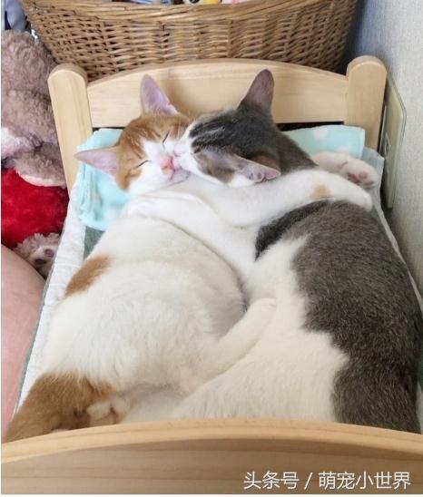 家里养两只猫影响风水,家里养两只猫风水好不好