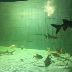 海洋馆：水母的美丽与鲨鱼的凶猛