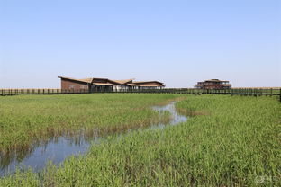 第三天：东滩湿地公园 + 亲子观鸟 + “随机”雨中漫步