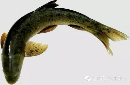 风水中的甲鱼究竟是否可依食用，有何讲究和禁忌？