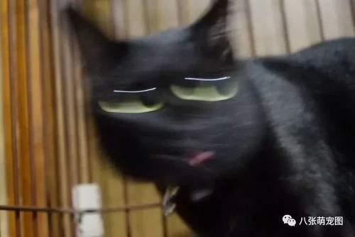 笑声的回响——来自地狱的邀请函？