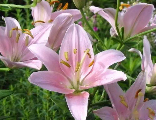 百合煮水适合所有人吗？哪些人不宜使用百合煮水？