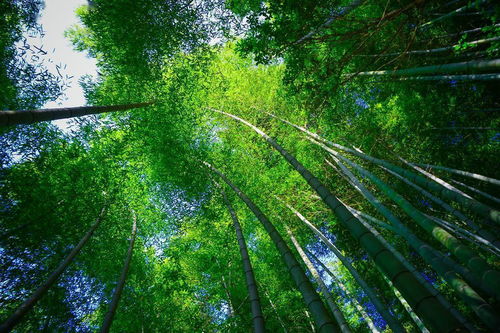 门票市场价格：究竟市场价格较高不市场价格较高？