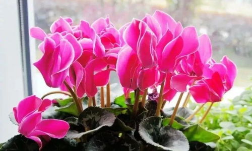 仙客来花卉如何养护,仙客来花卉的寓意