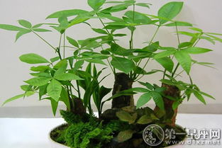 2. 芦笋：文昌星？我看是蚊香星吧！