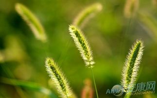 一、 生肖属相篇：草木兰花映照十二星辰
