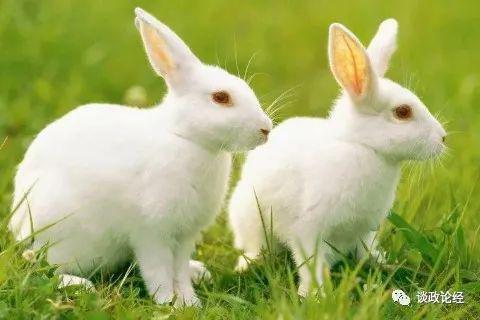 躲春较大法——立春当日必须要躲起来!🐇🍀🌳🐇🍀🌳🐇🍀🌳