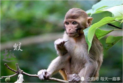 属猴男性在2026年运势中是否遭遇破财运，整体运势如何？