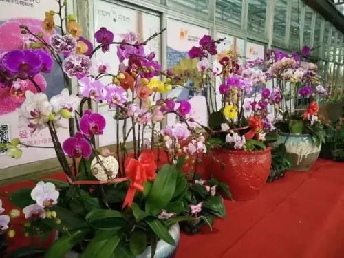 漳州花博会门票真相大揭秘！2026年最新避坑指南