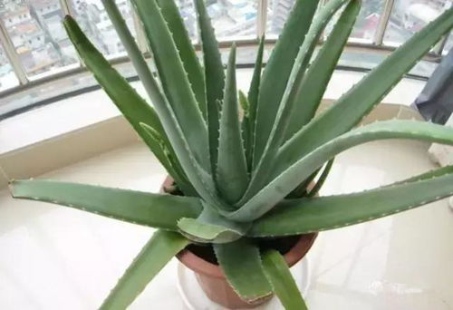 门口挂芦荟是什么意思,店门口放芦荟风水