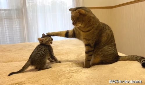 那东西夜晚，  我看到了...