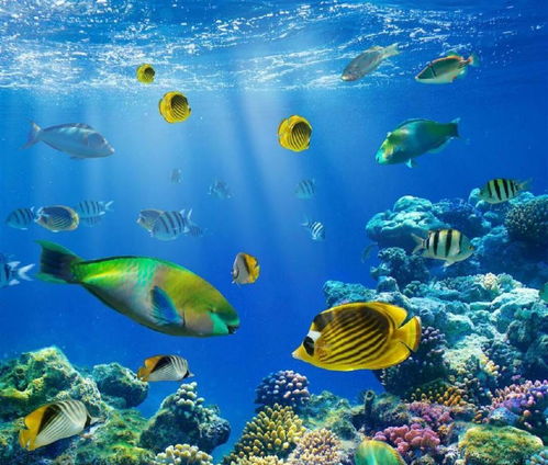 珊瑚礁与鱼群：海底精灵的世界