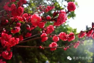 家里面种海棠好不好,家里面种海棠好不好