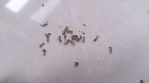 家里厨房有虫子是什么原因,家里厨房有虫子风水怎么解释