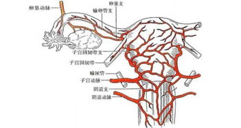一、输卵管到底是干啥的？