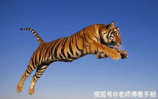 1998年属虎的人终身吉祥物是什么，其寓意是什么？