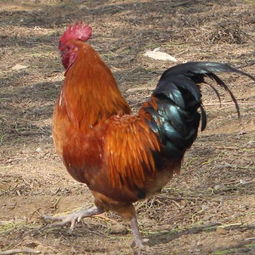 山上养鸡要多少成本,山上养鸡风水好吗吗