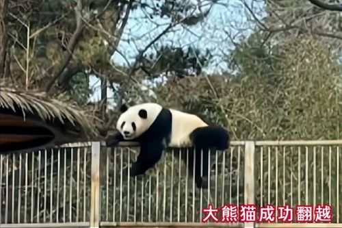 春熙路到熊猫基地到底要花多少钱？这该死的票价让人头大！