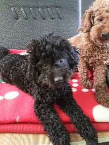 有哪些好听的名字适合黑色泰迪男狗狗？