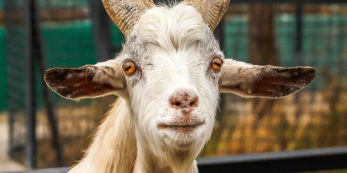 震惊！2026年属羊人必看！羌族羊图腾竟暗藏惊天秘密