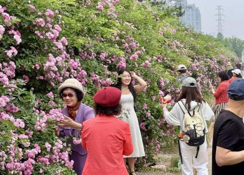 奥森花瀑初夏盛，蔷薇打卡成热门景点