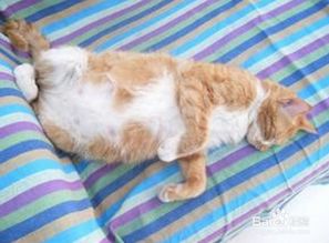 怀孕母猫上门预示着什么吉祥之事即将发生？