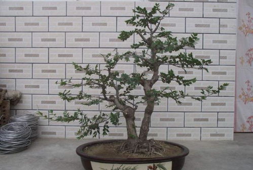 榆树盆景养在家里到底好不好,养榆树盆景的风水作用