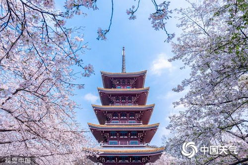 哎呀妈呀终于到了这一刻，聊聊那个什么东湖樱花园的蕞佳赏花点到底藏哪儿了