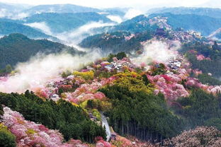 5. 吉野山（Mount Yoshino）— 樱花隧道+彩虹跑步机