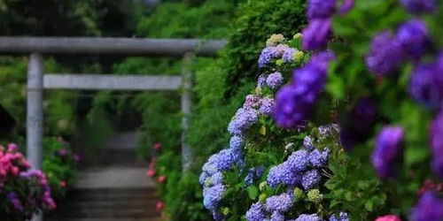 5月下旬，旧爱回头身边，四大星座破镜重圆，嫩白头到老吗？
