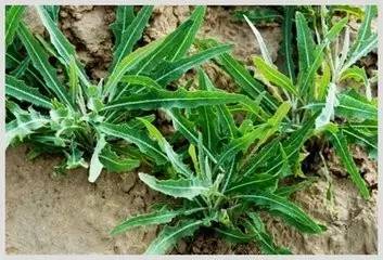 舌尖上的古坡：蜂蜜、野菜与家乡的味道