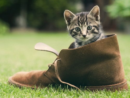 十二生肖中的猫命理解析