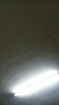 1. 鼠眼：偷光不偷魂