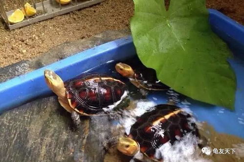 养龟的超级无敌风水功效