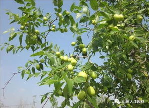 院子门口适合种什么植物风水好,院子里挂什么画风水好