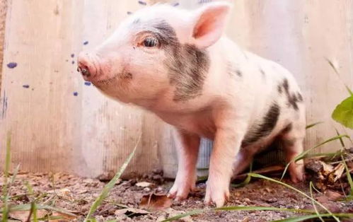 属猪的人2026年是否会犯太岁？苦命猪通常在哪些月份出生？