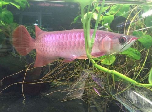 这些鱼不养会遭雷劈！