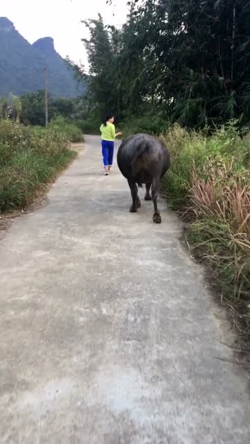 我的心情就像过山车一样起起落落