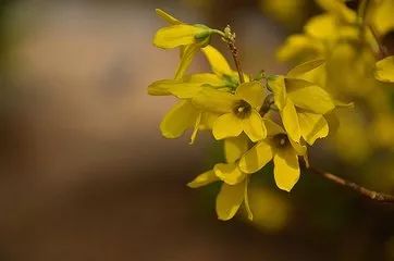 连翘种在院子里好吗,连翘花可yi种在大门口吗
