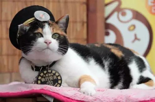 补充内容一：关于猫咪对风水的影响
