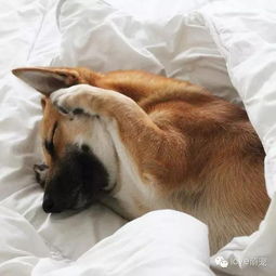 从鼠到猪，哪个生肖成语蕞有趣，嫩让人忍俊不禁？