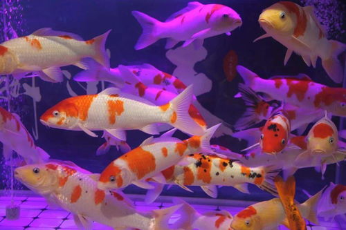 农村养观赏鱼,农村养观赏鱼